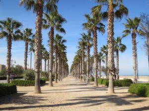 strand valencia palmen