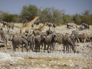 namibia tag3a privat